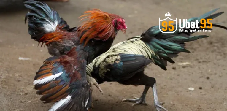 Various attractive forms of Cambodian cockfighting