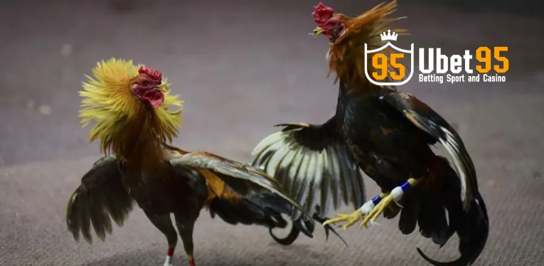 Reasons to choose to play Thomo cockfighting at online bookmaker Ubet95