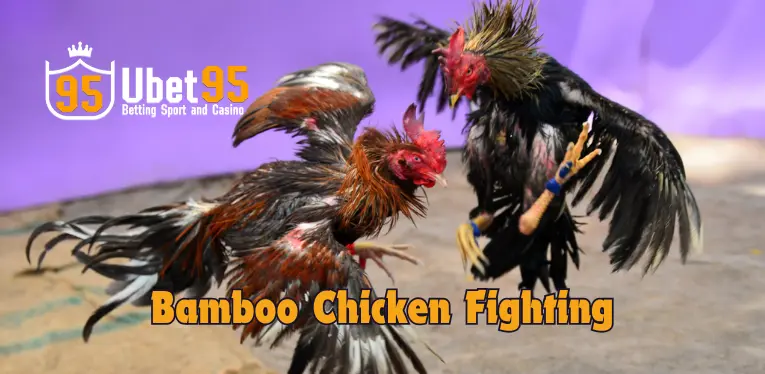 Bamboo Chicken Fighting – The Most Interesting Entertainment in 2024 You Should Try