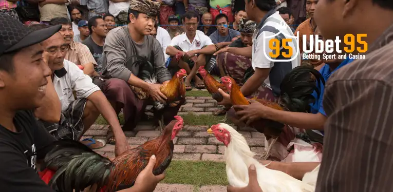 Experience in playing Bamboo Chicken Fighting from experienced experts