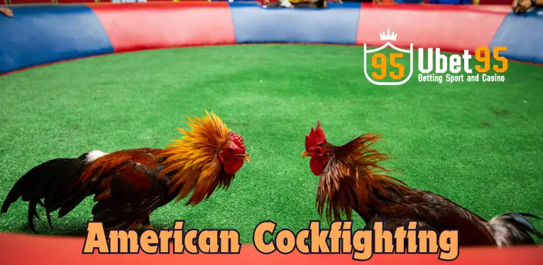 American Cockfighting How To Play And Best Betting Tips