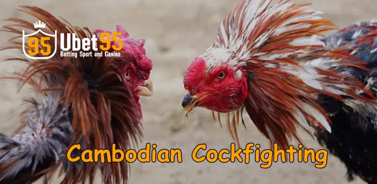 What is Cambodian Cockfighting? How to Play Cambodian Cockfighting Ubet95