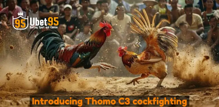 Introducing Thomo C3 cockfighting at Ubet95