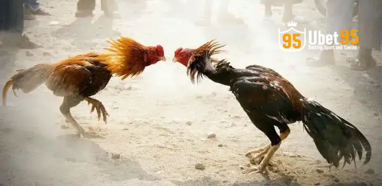 Live C1 Cockfighting