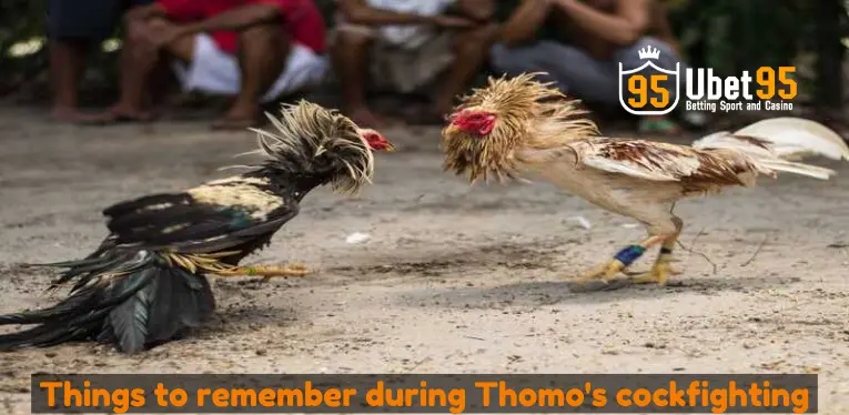 Things to remember during Thomo's cockfighting