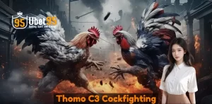 Thomo C3 Cockfighting – Quality Entertainment at Ubet95