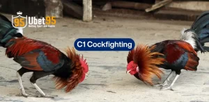 Live C1 Cockfighting