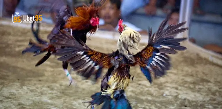 Philippine Cockfighting