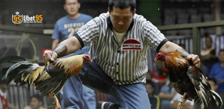 Philippine Cockfighting