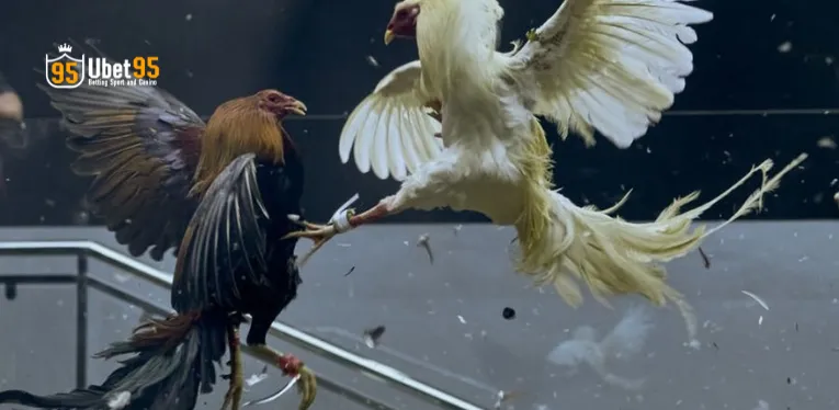 Philippine Cockfighting