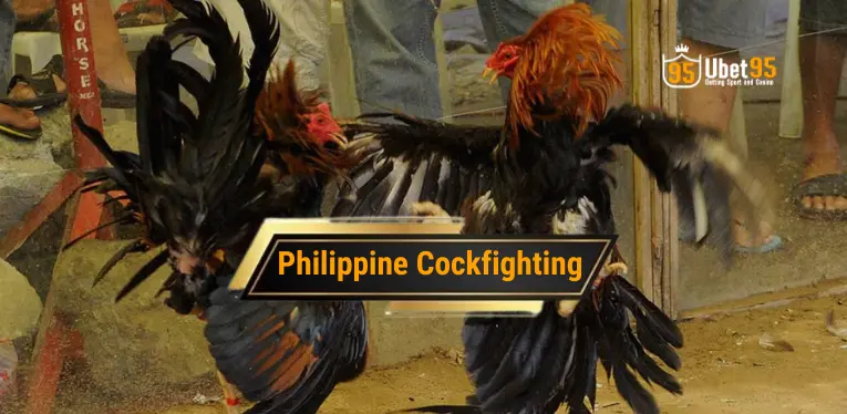 Philippine Cockfighting