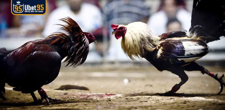 Cockfighting 88 – The leading entertainment playground