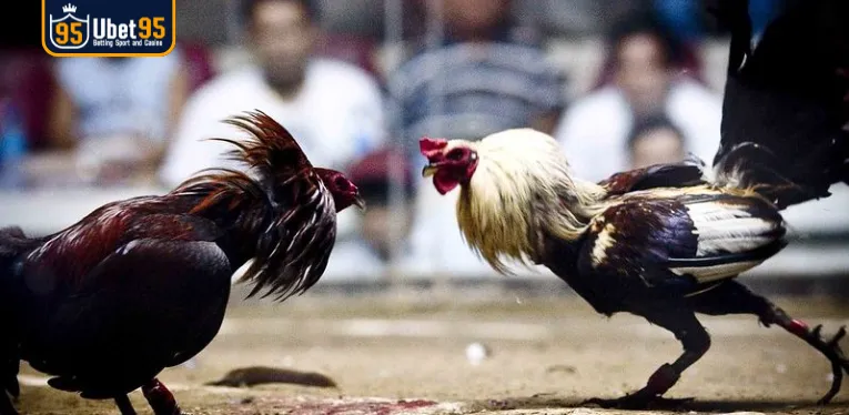 Tips for sure winning Cockfighting 88